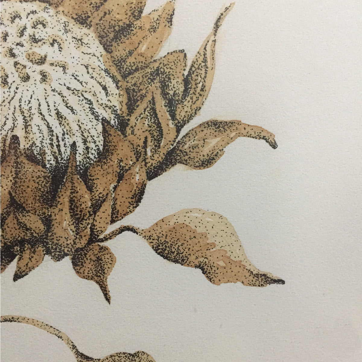 Protea Blossom - Painting